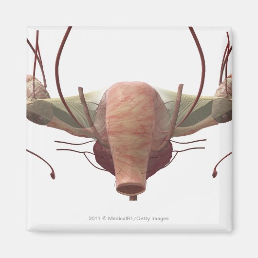 Aimant Modèle 3d du système reproducteur féminin (Devant)