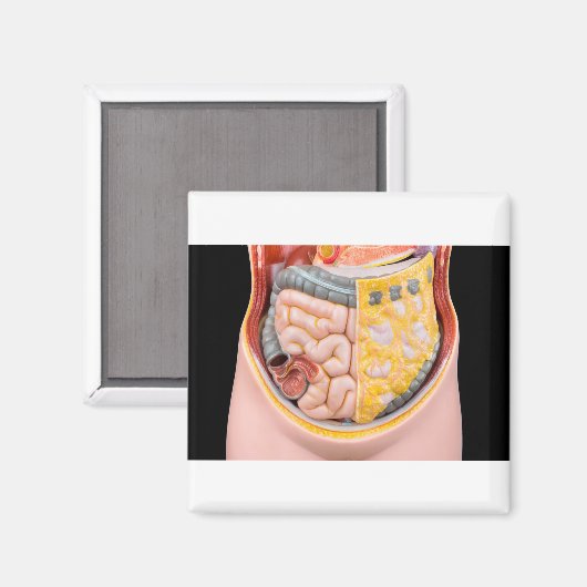 Aimant Modèle de l'abdomen humain avec intestins (Recto/Verso)