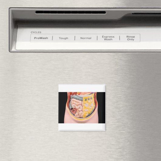 Aimant Modèle de l'abdomen humain avec intestins (In Situ (Lave-vaisselle))