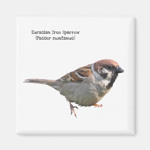 Aimant Moineau d'arbre eurasien