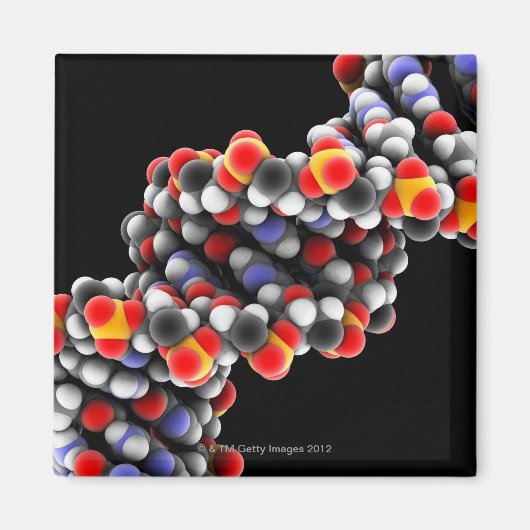 Aimant molécule d'ADN. Modèle moléculaire de l'ADN (Devant)