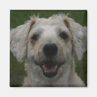 Aimant Mollywog, l'aimant du chien