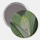 Aimant Monarch Caterpillar (Recto/Verso)