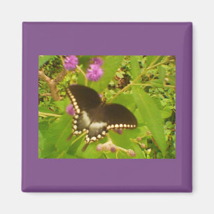 Aimant Monarque noir