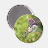 Aimant Monarque papillon sur Buddleia pourpre (Recto/Verso)