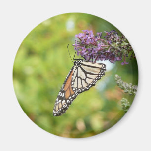 Aimant Monarque papillon sur Buddleia pourpre