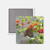 Aimant Monarque papillon sur Buddleia rouge (Recto/Verso)