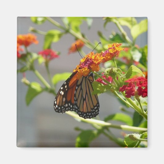 Aimant Monarque papillon sur Buddleia rouge (Devant)
