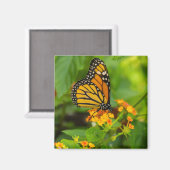 Aimant Monarque Sur Lantana (Recto/Verso)