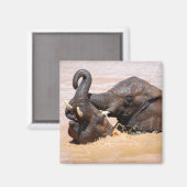 Aimant Monde de l'eau des éléphants (Recto/Verso)