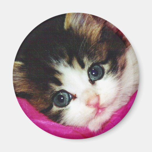 Aimant Mondes Cutest Kitten (Devant)