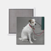 Aimant Mongrel blanc doux (Recto/Verso)