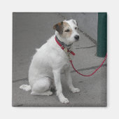 Aimant Mongrel blanc doux (Devant)