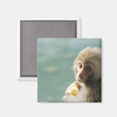 Aimant Monkey (Recto/Verso)