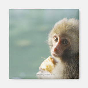 Aimant Monkey