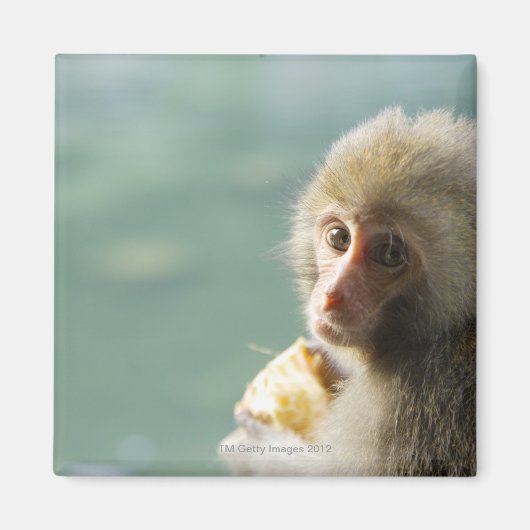 Aimant Monkey (Devant)