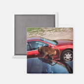 Aimant Monkey Business (Recto/Verso)