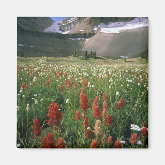 AIMANT MONT TIMPANOGOS WILDERNESS, UT, US, (Devant)