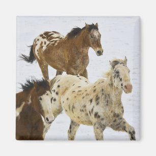 Aimant Montagnes Big Horn, Chevaux courant dans la neige