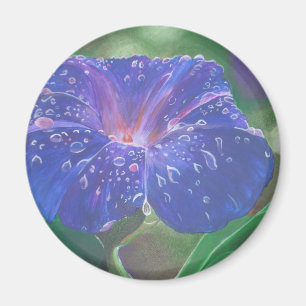 Aimant Morning Glory (Ipomoea Purpurea) Petals et Dew Dr.