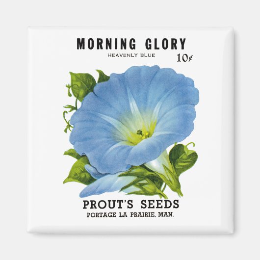 Aimant Morning Glory Vintage Seed Packet (Devant)