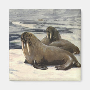 Aimant Morses dans la neige arctique, animal marin vintag