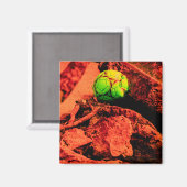 Aimant mosquitus (Recto/Verso)