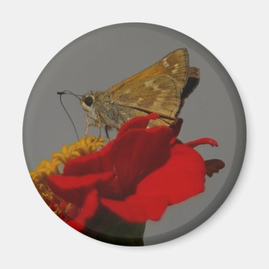 Aimant Moth (Devant)