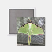 Aimant Moth lunaire (Recto/Verso)