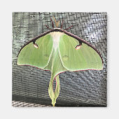 Aimant Moth lunaire (Devant)