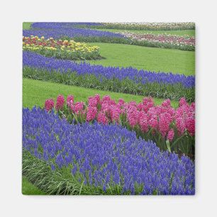 Aimant Motif de jacinthe des vignes, de tulipes et de