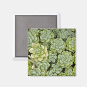 Aimant Motif de plante Sedum (Recto/Verso)