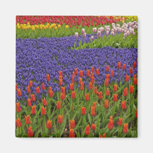Aimant Motif de tulipes et de fleurs de muscari, 2