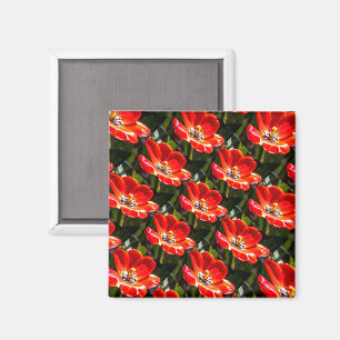 Aimant Motif des Tulipes rouges