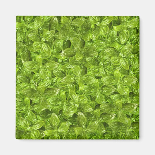 Aimant Motif Feuille Basil (Devant)