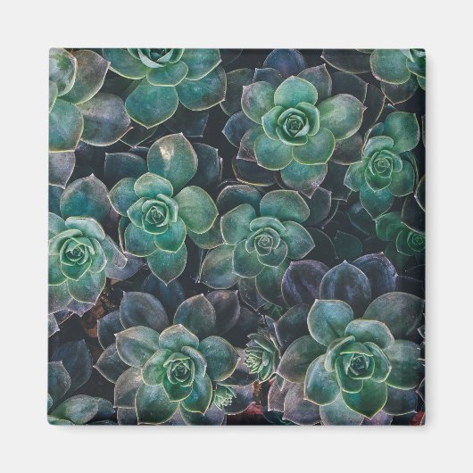 Aimant Motif Succulent (Devant)