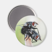 Aimant : Mouches (Recto/Verso)