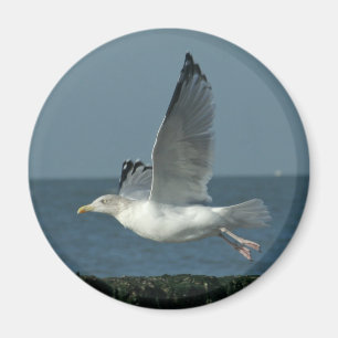 Aimant mouette