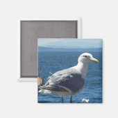 Aimant : Mouette à ailes glauques (Recto/Verso)
