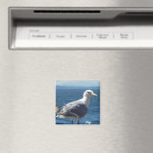 Aimant : Mouette à ailes glauques (In Situ (Lave-vaisselle))