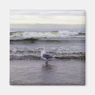 Aimant Mouette dans l'aimant d'océan