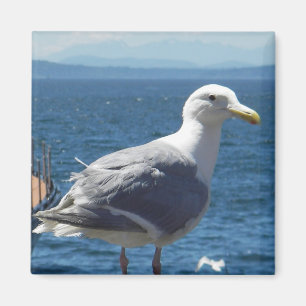 Aimant : mouette Glaucous-à ailes