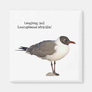 Aimant Mouette riante
