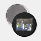 Aimant Mouette sur rail (Recto/Verso)