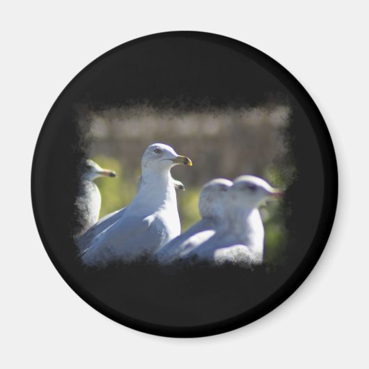 Aimant Mouette sur rail (Devant)