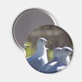 Aimant Mouette sur rail (Recto/Verso)