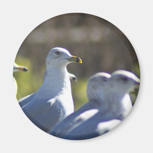 Aimant Mouette sur rail (Devant)