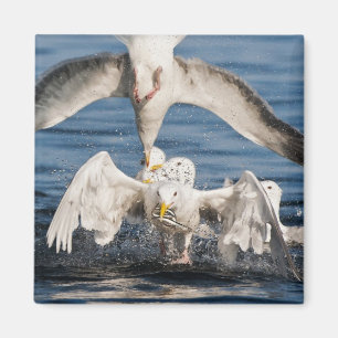 Aimant Mouettes de plongée