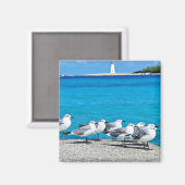 Aimant Mouettes, plage de sable, Nassau, Bahamas (Recto/Verso)
