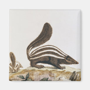 Aimant Mouffette, de "Histoire Naturelle" par